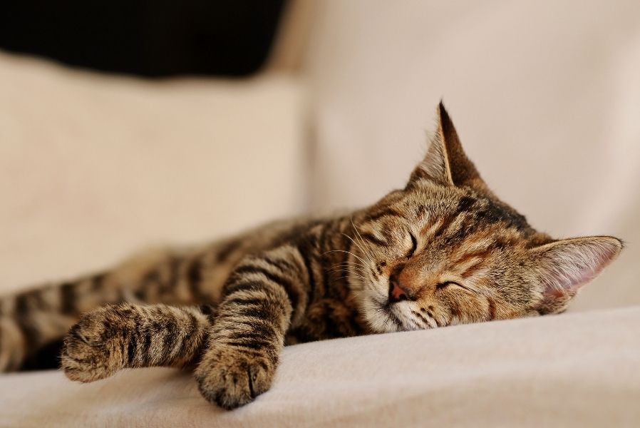 chat en train de dormir - supercroquettes